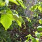 Tuiny Forest, een stukje inheems bos in de tuin